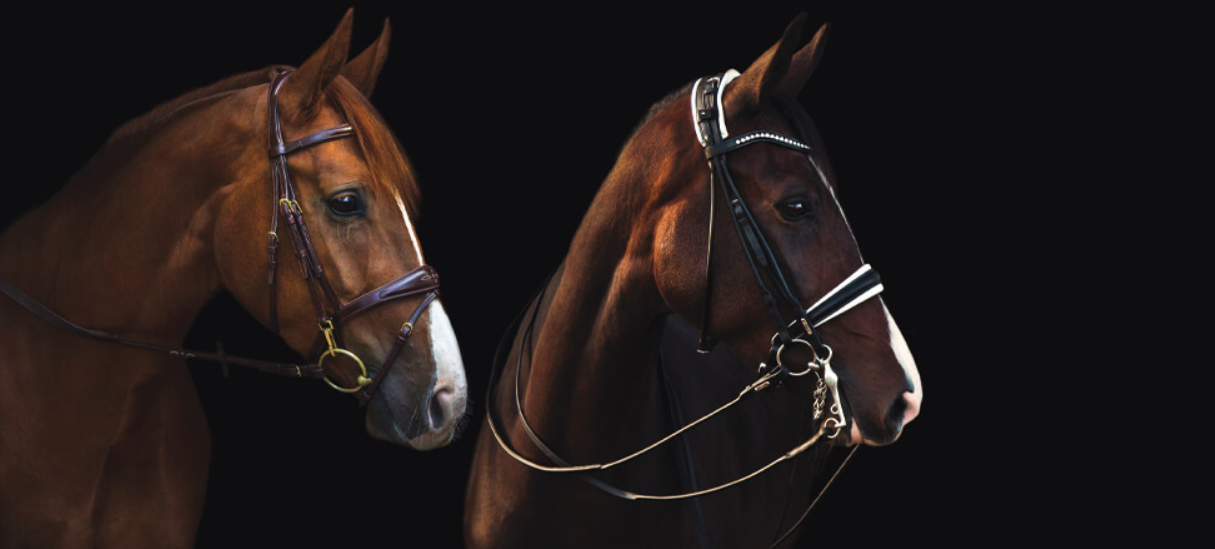 Equestrian Supply Store -Equestrian Supply Store 40eea19ff2f4f6aa11586ed582827177
