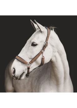 NE09A Dy'on Leather Halter -Equestrian Supply Store dyon ne09a dyon leather halter 3