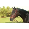 Equusport Jimmy’s Hunter Bridle -Equestrian Supply Store equusport equusport jimmys hunter bridle