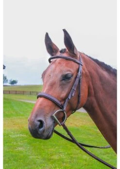 Vespucci Veritas Fancy Raised Hunter Bridle W/ Matching Laced Reins